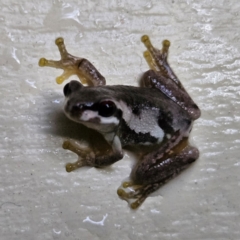 Litoria quiritatus at QPRC LGA - 3 Feb 2024