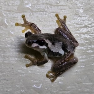 Litoria quiritatus at QPRC LGA - 3 Feb 2024