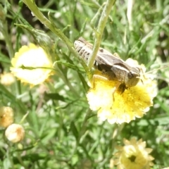 Phaulacridium vittatum (Wingless Grasshopper) at Emu Creek Belconnen (ECB) - 3 Feb 2024 by JohnGiacon