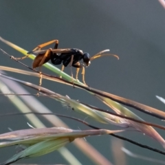 Cryptocheilus sp. (genus) (Spider wasp) at Higgins, ACT - 2 Feb 2024 by Untidy