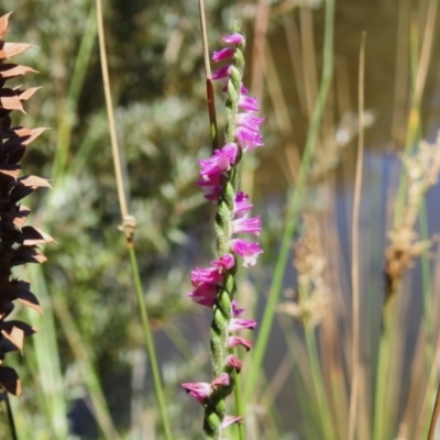 Spiranthes australis (Austral Ladies Tresses) at Paddys River, ACT - 3 Feb 2024 by JohnBundock