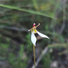 Eriochilus cucullatus (Parson's Bands) at Captains Flat, NSW - 3 Feb 2024 by Csteele4