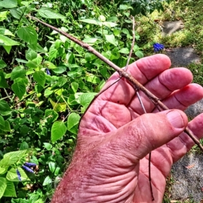 Unverified Stick insect (Phasmatodea) by poppyde