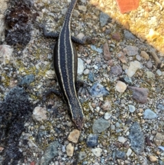 Pseudemoia spenceri (Spencer's Skink) at Namadgi National Park - 3 Feb 2024 by dgb900