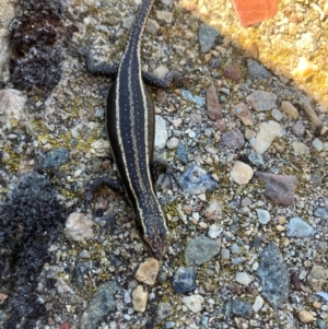 Pseudemoia spenceri at Namadgi National Park - 3 Feb 2024