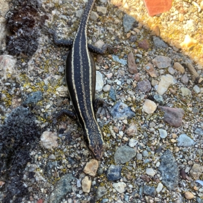 Pseudemoia spenceri (Spencer's Skink) at Namadgi National Park - 3 Feb 2024 by dgb900