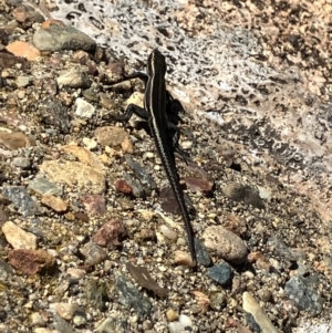 Pseudemoia spenceri at Namadgi National Park - 3 Feb 2024