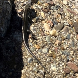 Pseudemoia spenceri at Namadgi National Park - 3 Feb 2024