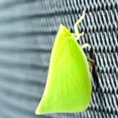 Siphanta acuta (Green planthopper, Torpedo bug) at Gungahlin, ACT - 3 Feb 2024 by Timberpaddock