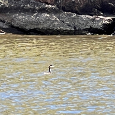 Podiceps cristatus (Great Crested Grebe) at Cavan, NSW - 27 Jan 2024 by Timberpaddock