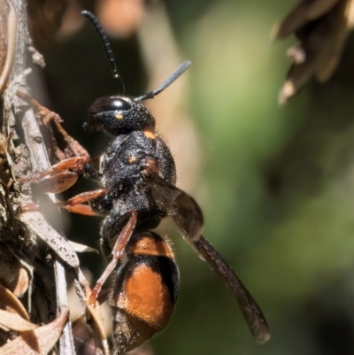 Paralastor sp. (genus) (Potter Wasp) at McKellar, ACT - 19 Jan 2024 by kasiaaus