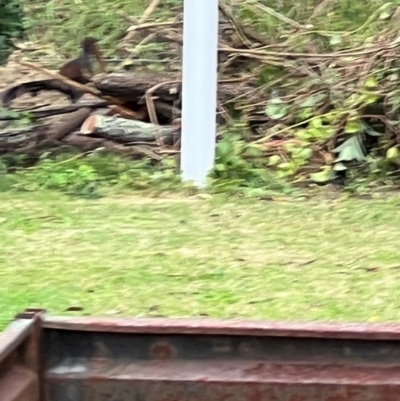 Menura novaehollandiae (Superb Lyrebird) at Batemans Bay, NSW - 23 Apr 2023 by Timberpaddock