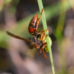 Polistes (Polistella) humilis (Common Paper Wasp) at Higgins, ACT - 2 Feb 2024 by Untidy
