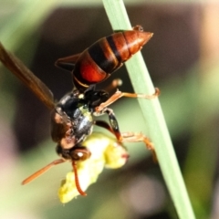 Polistes (Polistella) humilis at Higgins Woodland - 2 Feb 2024 06:36 PM