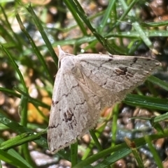 Dichromodes estigmaria at QPRC LGA - suppressed