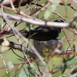 Rhipidura leucophrys at Namadgi National Park - 3 Feb 2024