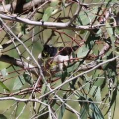 Rhipidura leucophrys at Namadgi National Park - 3 Feb 2024