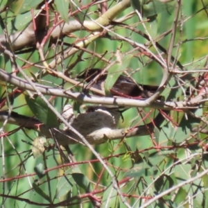 Rhipidura leucophrys at Namadgi National Park - 3 Feb 2024