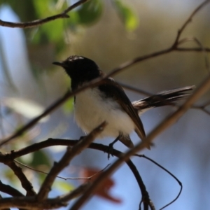 Rhipidura leucophrys at Namadgi National Park - 3 Feb 2024