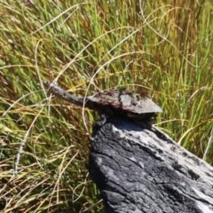 Chelodina longicollis (Eastern Long-necked Turtle) at Tharwa, ACT - 3 Feb 2024 by RodDeb