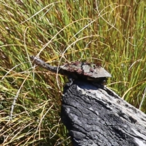 Chelodina longicollis at Namadgi National Park - 3 Feb 2024 11:14 AM