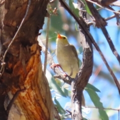 Ptilotula penicillata (White-plumed Honeyeater) at Namadgi National Park - 3 Feb 2024 by RodDeb