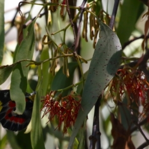 Amyema miquelii at Namadgi National Park - 3 Feb 2024