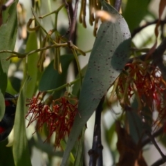 Amyema miquelii at Namadgi National Park - 3 Feb 2024