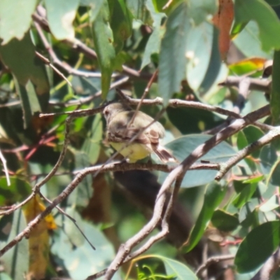 Gerygone olivacea (White-throated Gerygone) at Namadgi National Park - 3 Feb 2024 by RodDeb