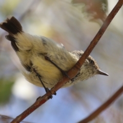 Acanthiza reguloides (Buff-rumped Thornbill) at Tharwa, ACT - 3 Feb 2024 by RodDeb