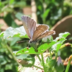 Theclinesthes serpentata (Saltbush Blue) at Namadgi National Park - 3 Feb 2024 by RodDeb