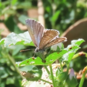 Theclinesthes serpentata at Namadgi National Park - 3 Feb 2024 11:51 AM