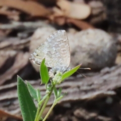 Theclinesthes serpentata at Namadgi National Park - 3 Feb 2024 11:51 AM