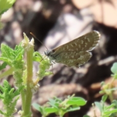 Theclinesthes serpentata at Namadgi National Park - 3 Feb 2024 11:51 AM