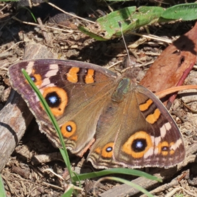 Junonia villida (Meadow Argus) at Tharwa, ACT - 3 Feb 2024 by RodDeb