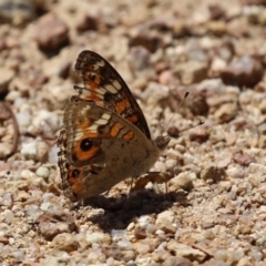 Junonia villida at Namadgi National Park - 3 Feb 2024 11:36 AM