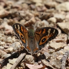 Junonia villida at Namadgi National Park - 3 Feb 2024 11:36 AM