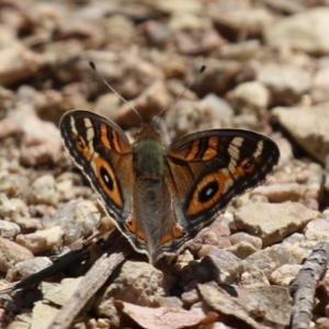 Junonia villida at Namadgi National Park - 3 Feb 2024 11:36 AM