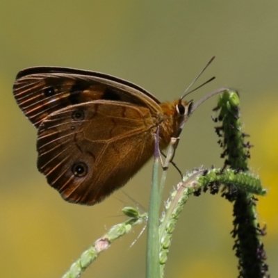 Heteronympha penelope (Shouldered Brown) at Namadgi National Park - 3 Feb 2024 by RodDeb