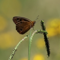 Heteronympha penelope at Namadgi National Park - 3 Feb 2024