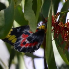 Delias harpalyce (Imperial Jezebel) at Tharwa, ACT - 3 Feb 2024 by RodDeb