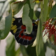 Delias harpalyce at Namadgi National Park - 3 Feb 2024