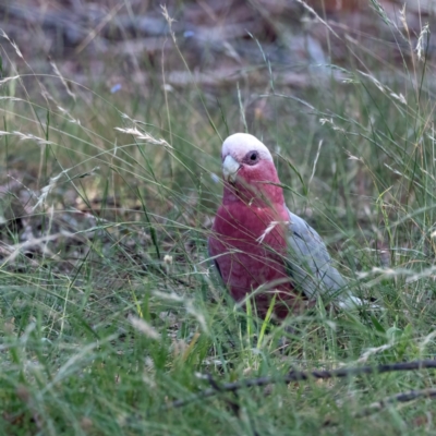 Eolophus roseicapilla (Galah) at Higgins Woodland - 2 Feb 2024 by Untidy