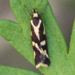 Epithymema incomposita (Chezela group) at Mongarlowe River - 3 Feb 2024 by LisaH