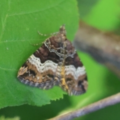 Chrysolarentia lucidulata at QPRC LGA - 3 Feb 2024