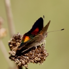 Paralucia aurifera (Bright Copper) at QPRC LGA - 3 Feb 2024 by LisaH