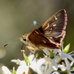 Dispar compacta (Barred Skipper) at Mongarlowe, NSW - 3 Feb 2024 by LisaH