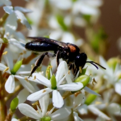 Leioproctus (Leioproctus) irroratus (Yellow-shouldered Bee) at Mongarlowe River - 3 Feb 2024 by LisaH