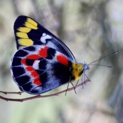 Delias harpalyce (Imperial Jezebel) at Mongarlowe, NSW - 3 Feb 2024 by LisaH