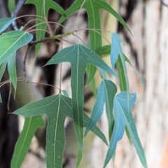 Brachychiton populneus (Kurrajong) at Wodonga - 2 Feb 2024 by KylieWaldon